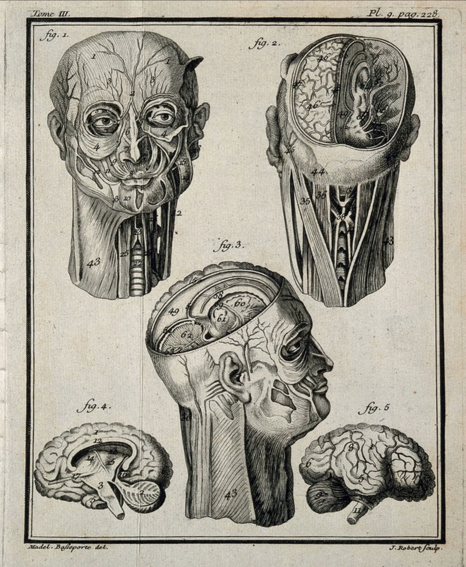 Wax models of the head and neck (figs 1-3), and of the right hemisphere of the brain (figs 4-5)