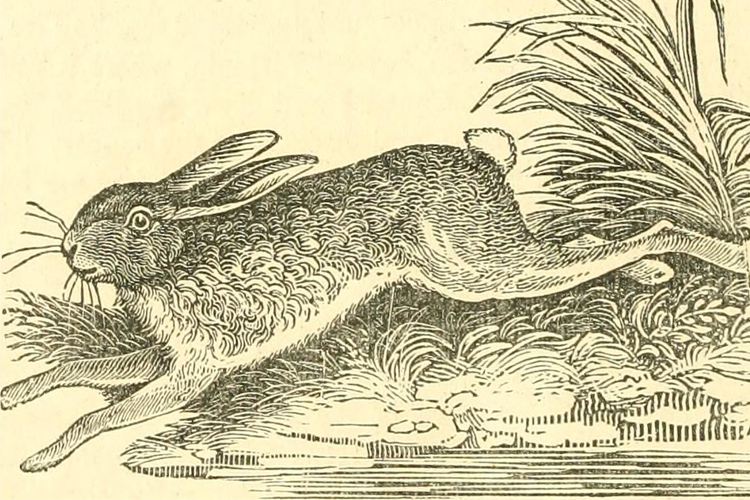 Sketch of a hare from a copy of The Naturalist’s Library showing a rabbit